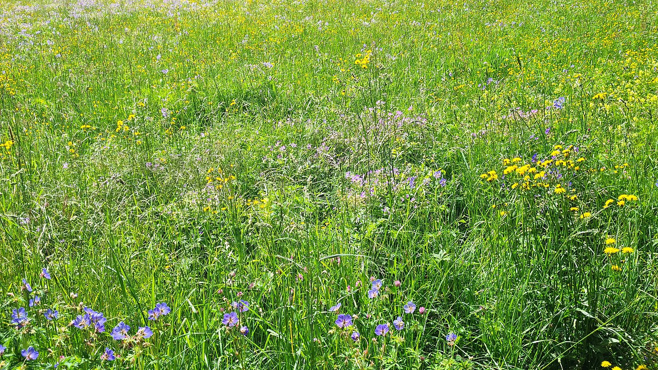 Bienenwiese, Blumenwiese 